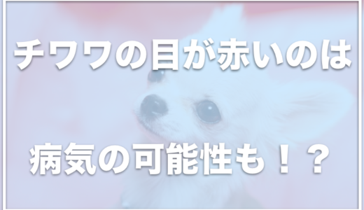 チワワの目が赤いのは病気？充血している理由や目が開かないのはゴミが入ったから？