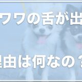 チワワの舌が出る理由は？愛犬が舌を出しっぱなしで心配になった時に注意すべき3つのこと