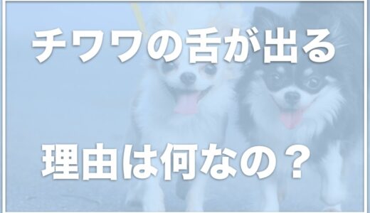 チワワの舌が出る理由は？愛犬が舌を出しっぱなしで心配になった時に注意すべき3つのこと