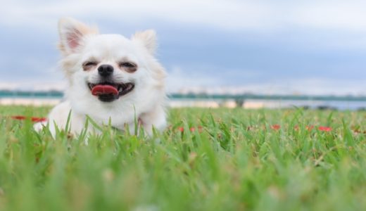 犬に大好きと伝える方法は？愛犬に愛していると伝えたいあなたにオススメの4つの方法！