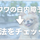 チワワの白内障予防の方法！手術費用はいくらなの？初期症状はどんなもの？