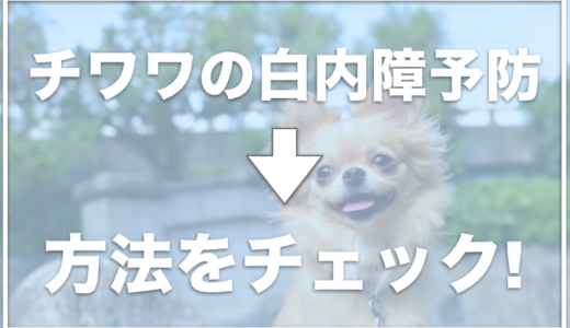 チワワの白内障予防の方法！手術費用はいくらなの？初期症状はどんなもの？