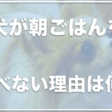 犬が朝ごはんを食べない理由は？夜しかご飯を食べない場合の対処法を調査！