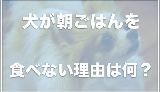 犬が朝ごはんを食べない理由は？夜しかご飯を食べない場合の対処法を調査！