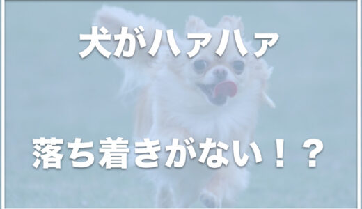 犬がハァハァと落ち着きがないのはなぜ？息が荒い・様子がおかしい 場合は注意！