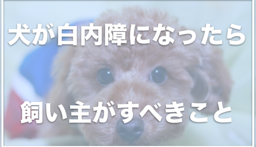 犬が白内障になったら飼い主さんがすべきことは5つ！予防はできるの？