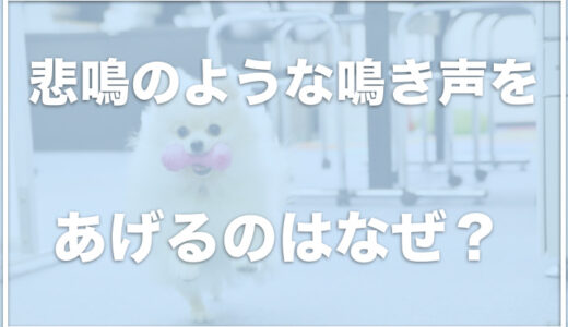 犬が悲鳴のような鳴き声をあげるのはなぜ？突然キャンと鳴くのは怪我や病気の可能性も？