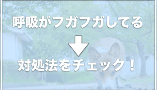 犬の呼吸がフガフガしていて心配！苦しそうなときの対処法をチェック！