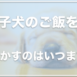 子犬のご飯をふやかすのはいつまで？ふやかすのをやめるタイミングや目安を調査！