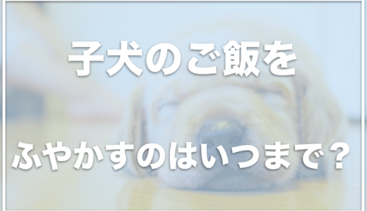 子犬のご飯をふやかすのはいつまで？ふやかすのをやめるタイミングや目安を調査！