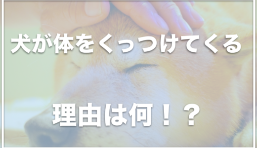 犬が頭を押し付けてくる・体をくっつけてくる理由は信頼の証！足のあいだに入るのはNGってほんと？