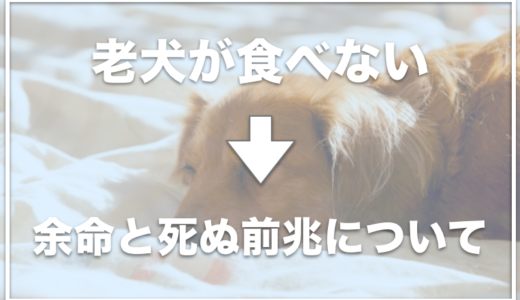 老犬がご飯を食べないのは余命が近いの？水は飲む・飲まない場合の余命が近いか調査！