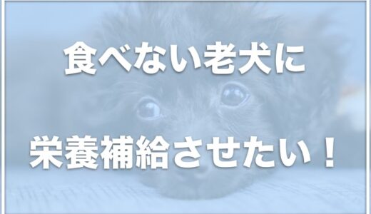 老犬が食べない！栄養補給にチュールはいい？チュールしか食べない・おやつしか食べない・ドライフードを食べない場合の対処法をチェック！