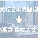 犬に留守番を24時間(一泊)以上させても大丈夫？子犬の留守番が10時間は長い？