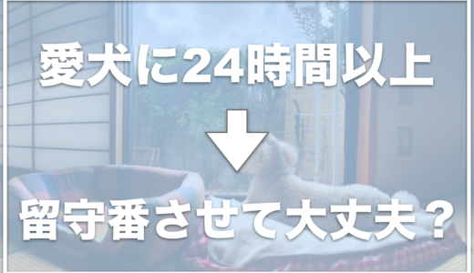 犬に留守番を24時間(一泊)以上させても大丈夫？子犬の留守番が10時間は長い？