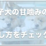 子犬の甘噛みは自然に治る？治す方法は？痛い甘噛みはいつまで続くのか・しつけ方法を教えます！