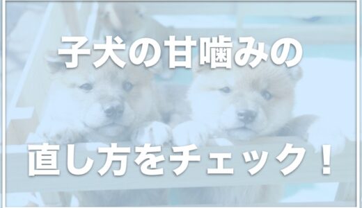 子犬の甘噛みは自然に治る？治す方法は？痛い甘噛みはいつまで続くのか・しつけ方法を教えます！