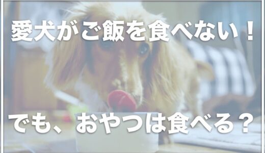 【緊急】犬がフード・ご飯を食べないけどおやつは食べる！知恵袋の反応や元気がない・吐く時の対処法