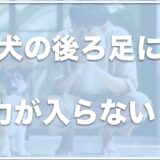 老犬の後ろ足に力が入らない！マッサージ方法は？サポーターがおすすめかどうかも紹介！