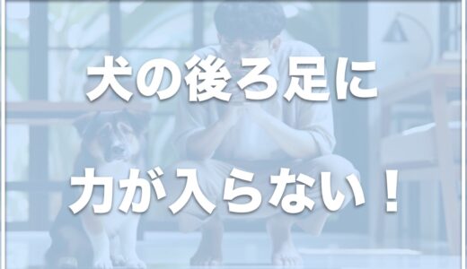 老犬の後ろ足に力が入らない！マッサージ方法は？サポーターがおすすめかどうかも紹介！