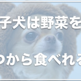 子犬は野菜をいつから食べれる？生野菜は絶対ダメ？注意すべき点はコレ！