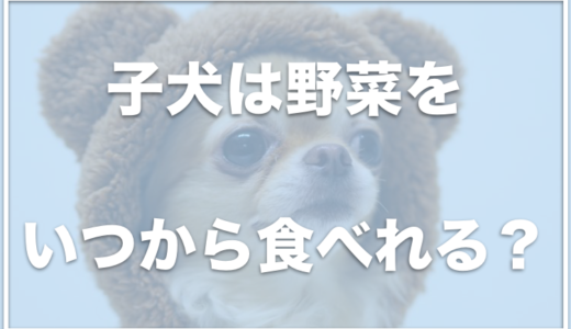 子犬は野菜をいつから食べれる？生野菜は絶対ダメ？注意すべき点はコレ！