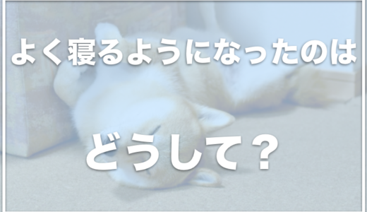 よく寝る犬は長生きで寿命は長い？よく寝るようになったのはなぜ？元気がない・寝てばかりならコレがオススメ！