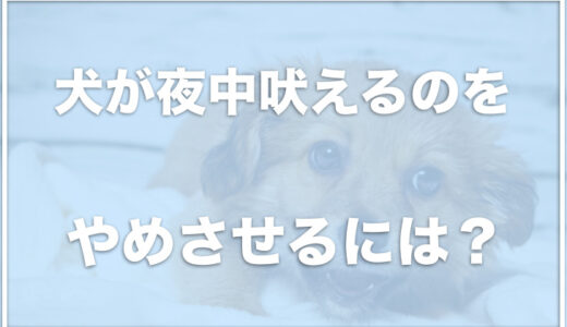 犬が夜中吠えるのをやめさせるには？無視がいいって本当？寂しいのが理由なのか近所迷惑にならない方法を調査！