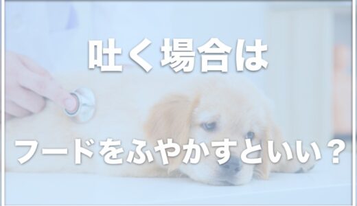 犬が吐く場合はドッグフードをふやかすといい？吐いたあと食事・ご飯をどうすべきか調査！