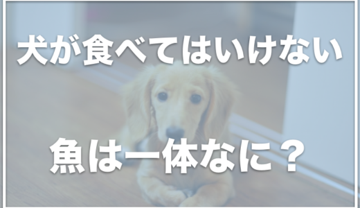 犬が食べてはいけない魚は何？犬にほっけは食べさせない方がいいのか調査！