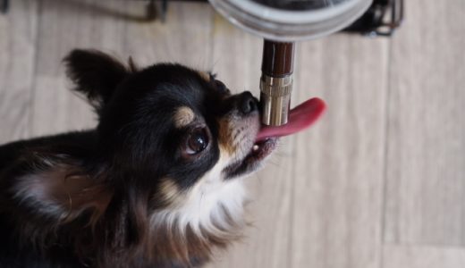 老犬への水の飲ませ方がこちら！犬に水分をとらせる方法を覚えよう