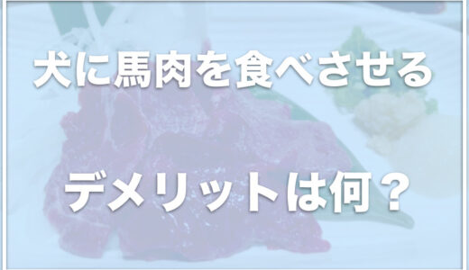 犬に馬肉を食べさせるデメリットは何？腎臓病に馬肉は良いかも調査！