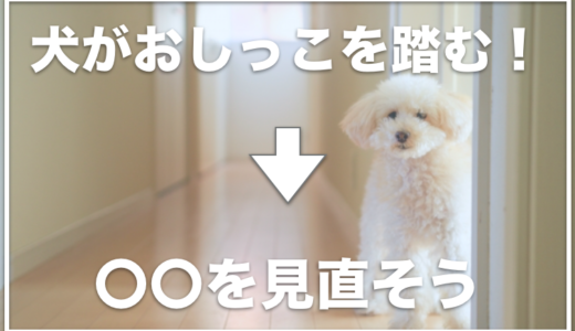 犬のトイレの足濡れ対策はコレ！おしっこを踏んで床に足跡がついてしまうのを解消する方法はこちら！