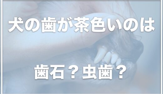 犬の歯の根元が黒い！茶色いのは歯石？黒い汚れは虫歯なのかも調査！