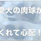 犬の肉球の皮がめくれる！対策は何？脱皮をするように剥がれる理由に驚き！？