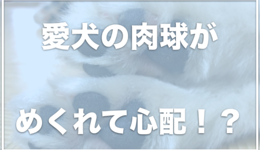 犬の肉球の皮がめくれる！対策は何？脱皮をするように剥がれる理由に驚き！？