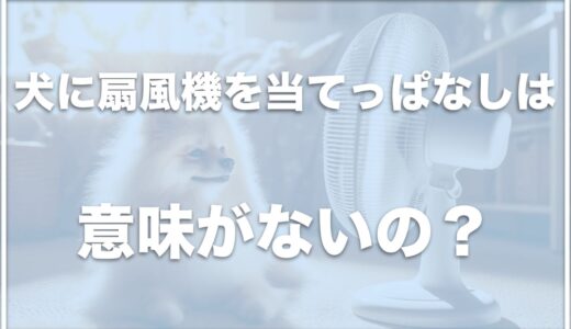 犬に扇風機を当てっぱなしにすると危ないし意味がない！？エアコンは必要か調査！