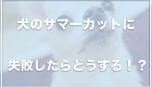 チワワのサマーカットに失敗！こんな時はどうしたらいいの？対処法はこちら！