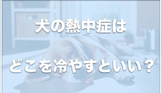 犬の熱中症はどこを冷やすといい？対策と予防は？正しく回復する手段を学んでおこう！