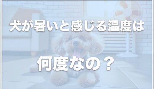 犬が暑いと感じる温度は何度？トイプードルやチワワで違う？暑い時のサインも紹介！