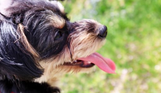 犬の息が荒い！水をよく飲むんだけれどこれって病気？気をつけるべきことはこちら！