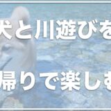 犬と川遊びを関東で楽しめる場所6選！穴場で犬と川遊びするならココ！