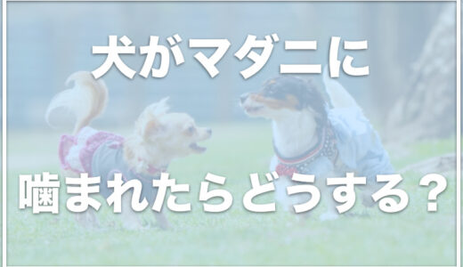 マダニに刺されたら犬は死亡する？マダニに大量に咬まれると貧血になる？マダニを取ってしまった・取った後に腫れる場合の対処法も！