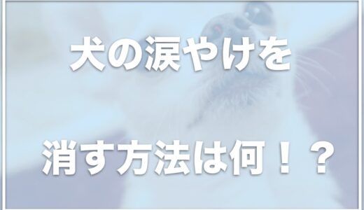 犬の涙やけを消す方法！目やに・涙やけの取り方を覚えてキレイな目元にしてあげよう