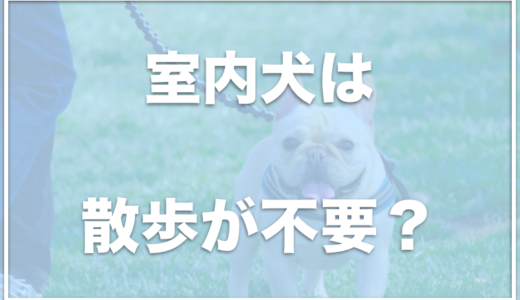 散歩に行かなくていい犬は何？室内犬は散歩が不要って本当？