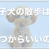 犬のワクチン後の散歩はいつからいいの？ほかの犬と接触がいつからいいのかも調査！