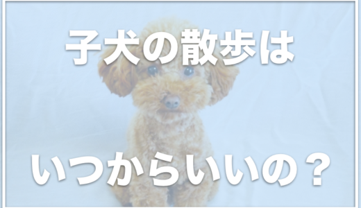 犬のワクチン後の散歩はいつからいいの？ほかの犬と接触がいつからいいのかも調査！