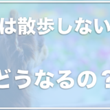 犬は散歩しないとどうなる？行かないとどうなる？を解決！寿命が縮まる可能性も