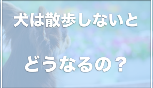 犬は散歩しないとどうなる？行かないとどうなる？を解決！寿命が縮まる可能性も