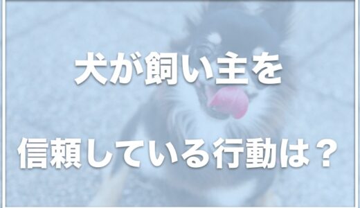 犬が信頼する主人にしかしない行動10選！飼い主を信頼している行動をチェック！